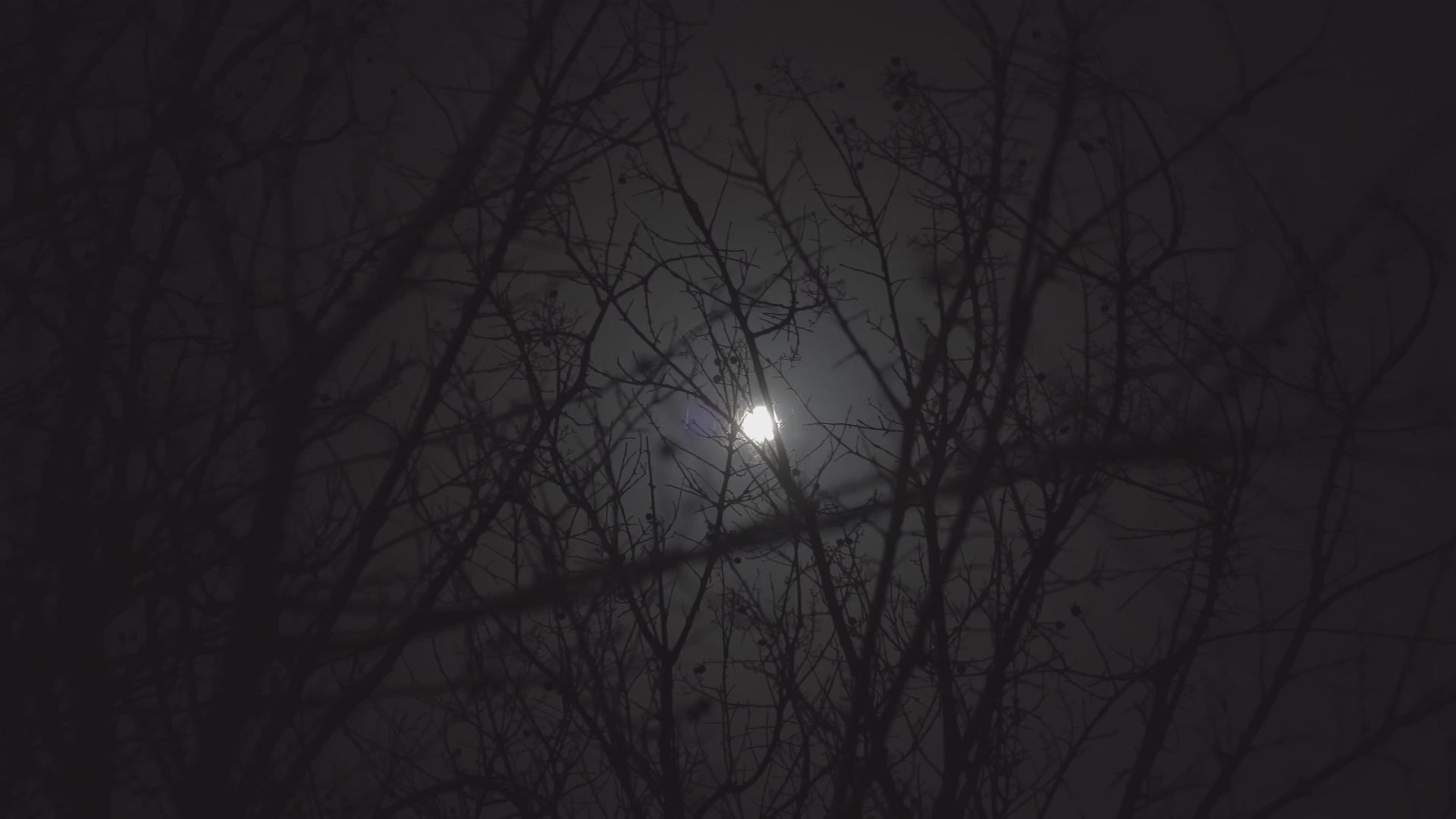 月亮夜3视频的预览图