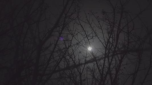 月亮之夜4视频的预览图