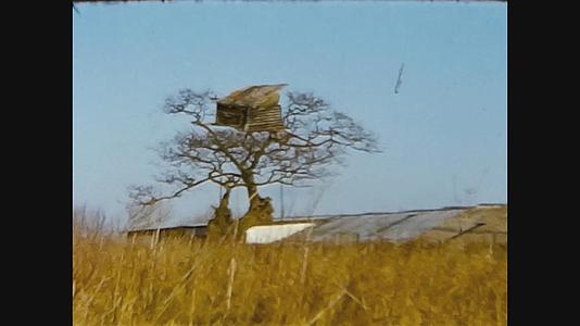 1966年统一王国大树视频的预览图