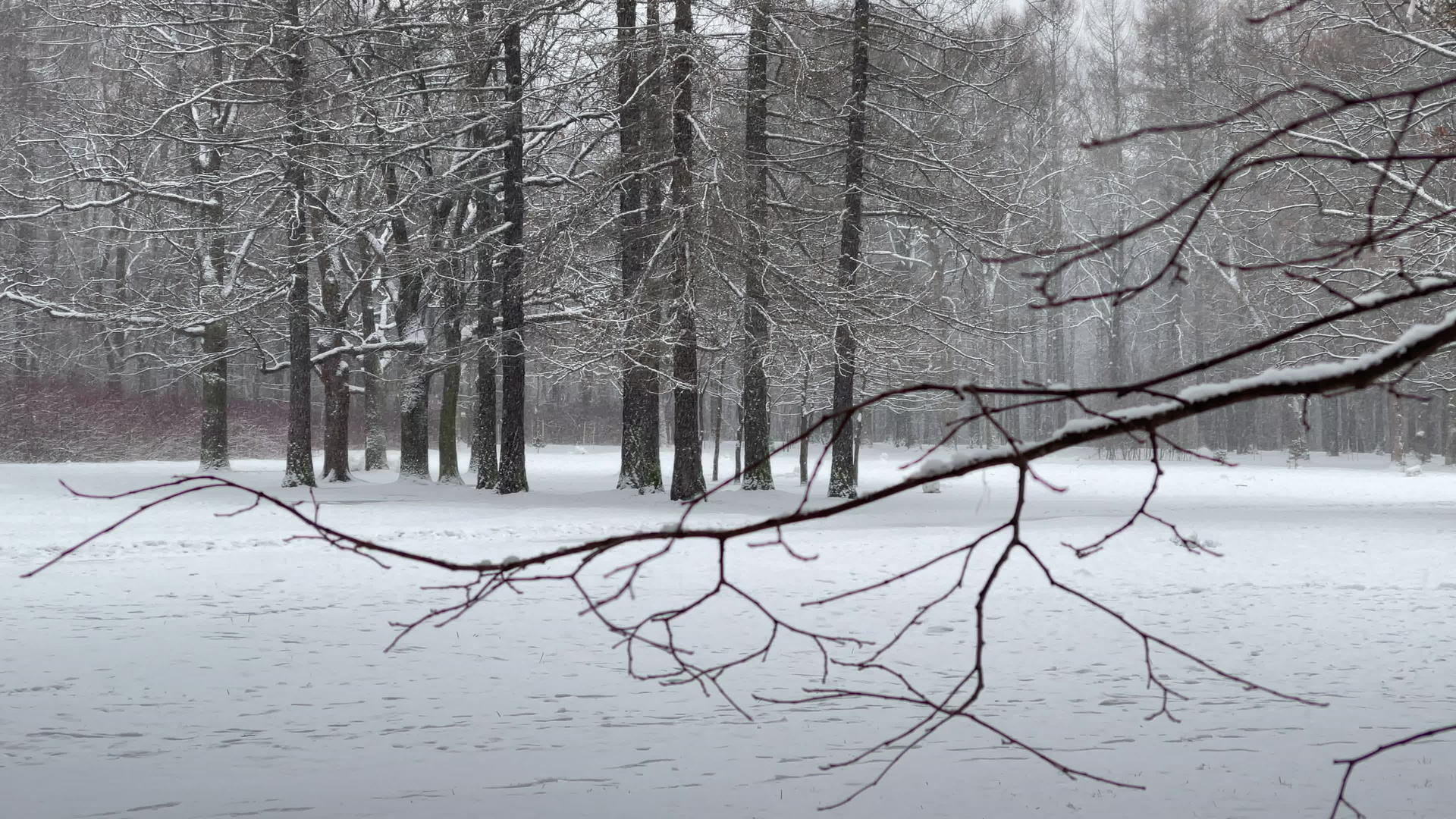 公园里下雪了冬天的树从树干到透视地块落叶松树干森林视频的预览图