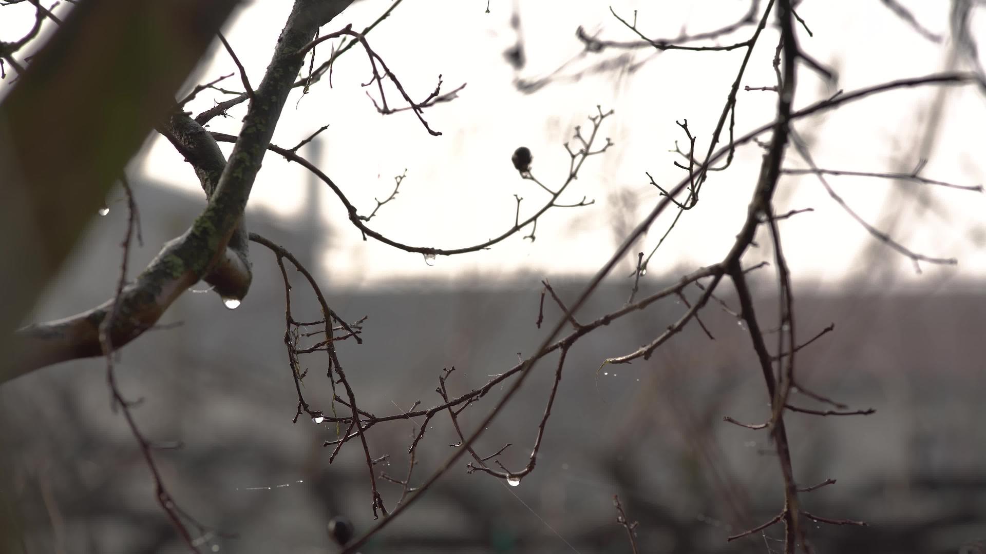 露露的树枝下垂视频的预览图