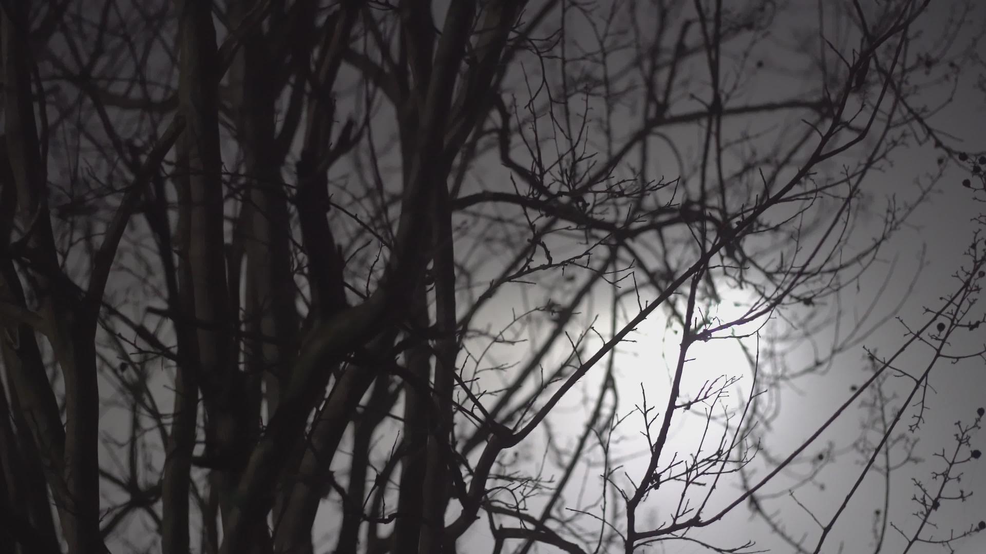 夜间有雾的空枝视频的预览图