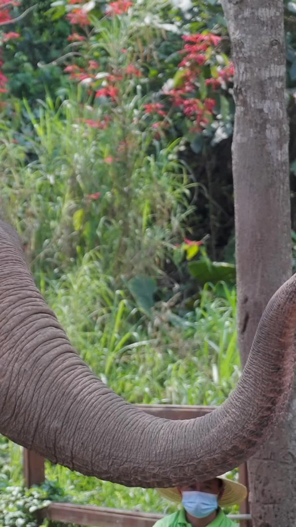 大象喂食与游客互动视频的预览图