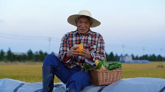 田间农民挑拣菜篮子里的蔬菜视频的预览图