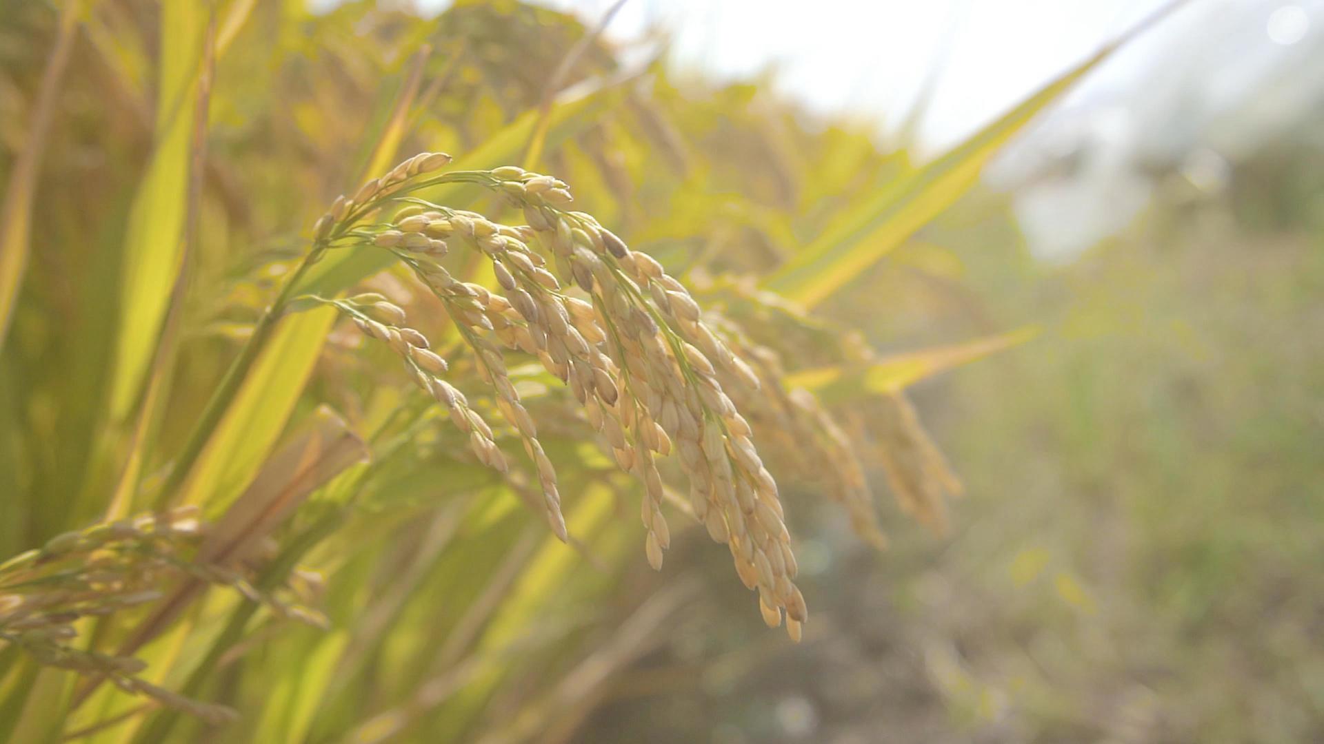 阳光下的谷物水稻稻子视频的预览图
