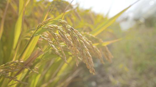 阳光下的谷物水稻稻子视频的预览图