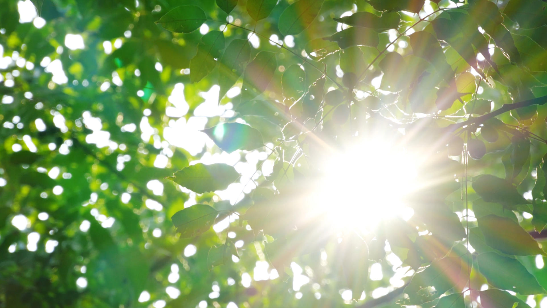 4K唯美逆光日光盛夏树叶透光太阳光视频的预览图