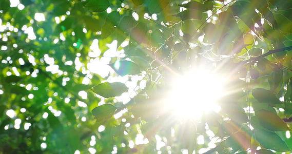 4K唯美逆光日光盛夏树叶透光太阳光视频的预览图