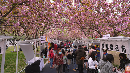 低空飞行航拍城市樱花节活动现场街景人流4k素材视频的预览图