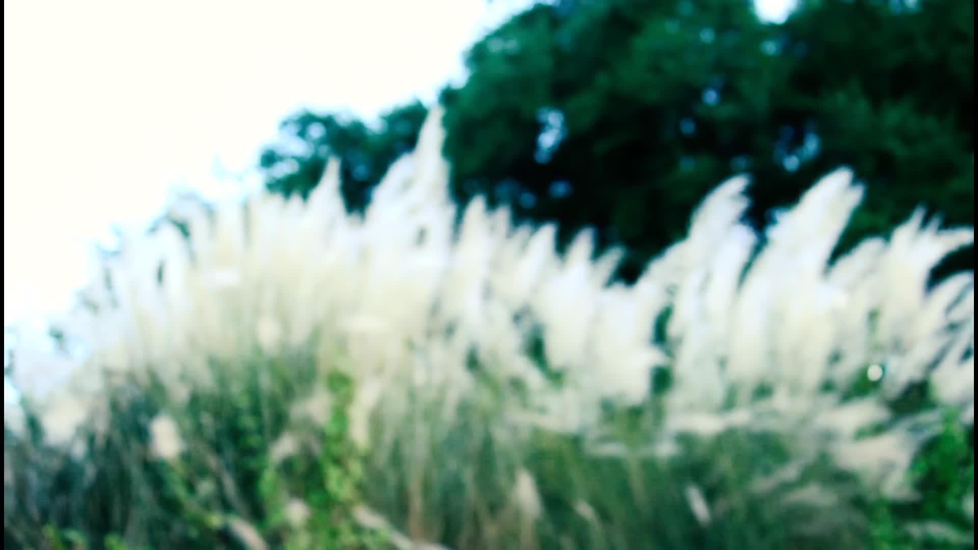 美丽的白色Kanskash草花植物Saccharum视频的预览图