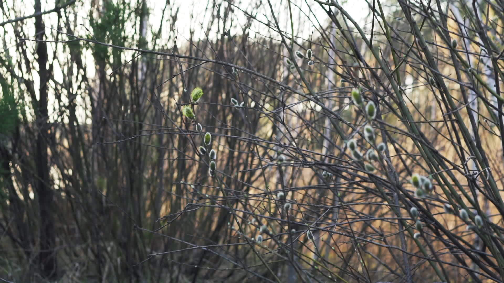 柳树丛露出阴阳视频的预览图