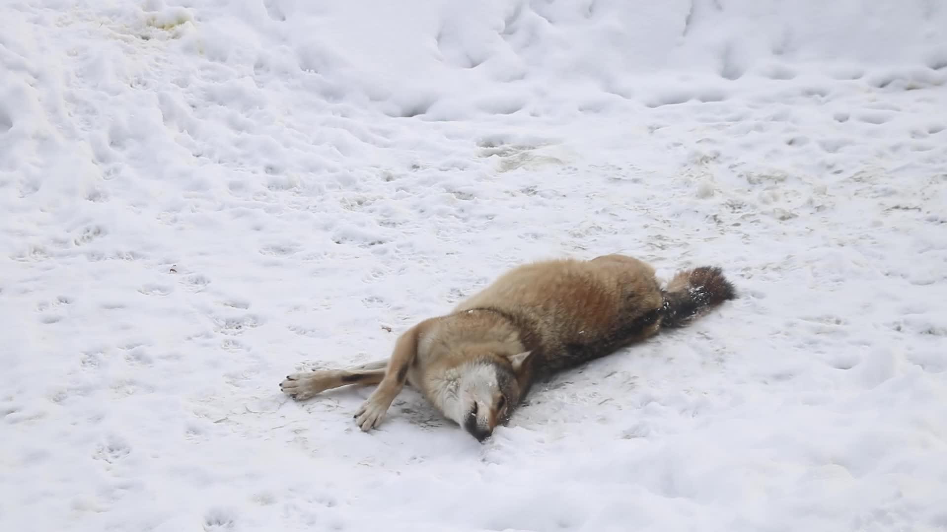 狼躺在雪和洗涤中视频的预览图