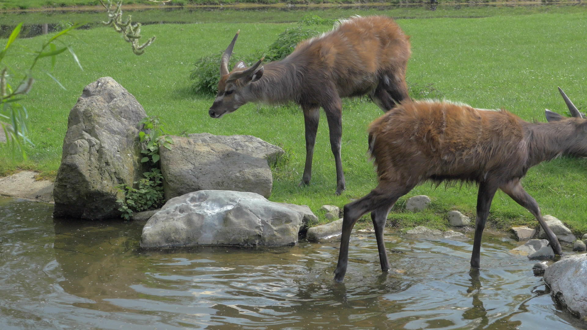 动物园或自然保护区中根据池塘排列的两个锡他通加视频的预览图