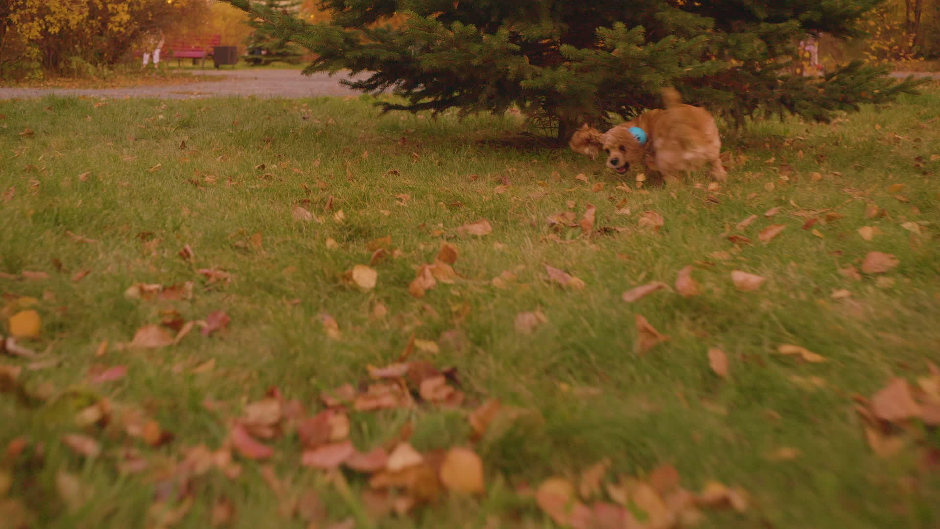 可爱的蓝球狗在公园里跑来跑去视频的预览图