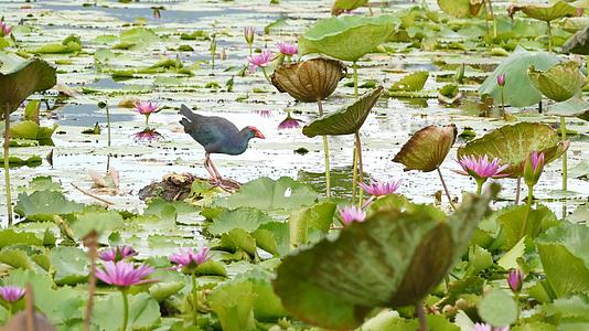 湖上的西部沼泽和睡莲在阴沉的水中反射着鸟儿的粉红色视频的预览图