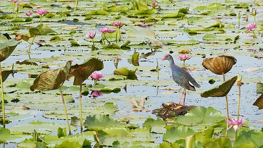 湖上的西部沼泽和睡莲在阴沉的水中反射着鸟儿的粉红色视频的预览图
