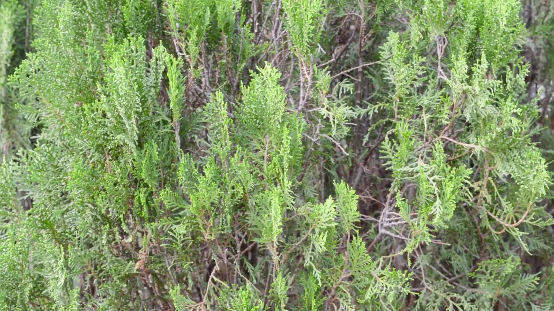 在盛开的绿色中西部红雪松植物的叶子随风飘扬视频的预览图