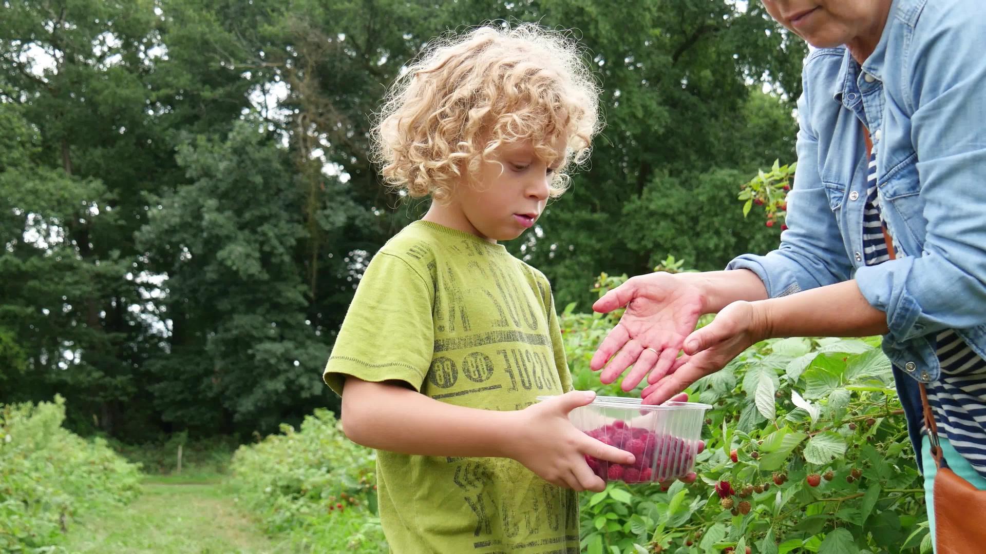 小男孩在花园里摘草莓视频的预览图