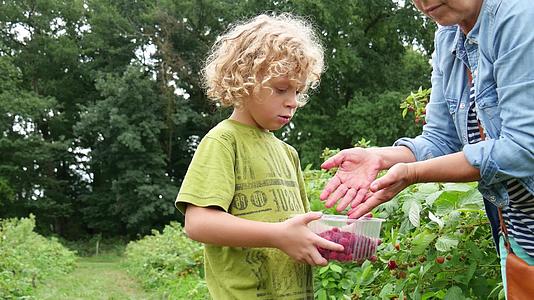 小男孩在花园里摘草莓视频的预览图