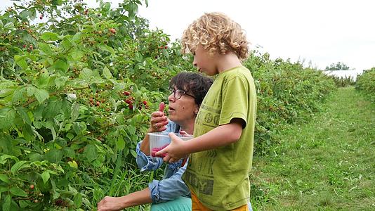 小金发男孩和他的祖母采摘草莓视频的预览图