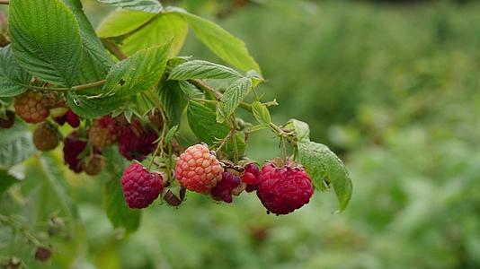 成熟的草莓关在花园里视频的预览图
