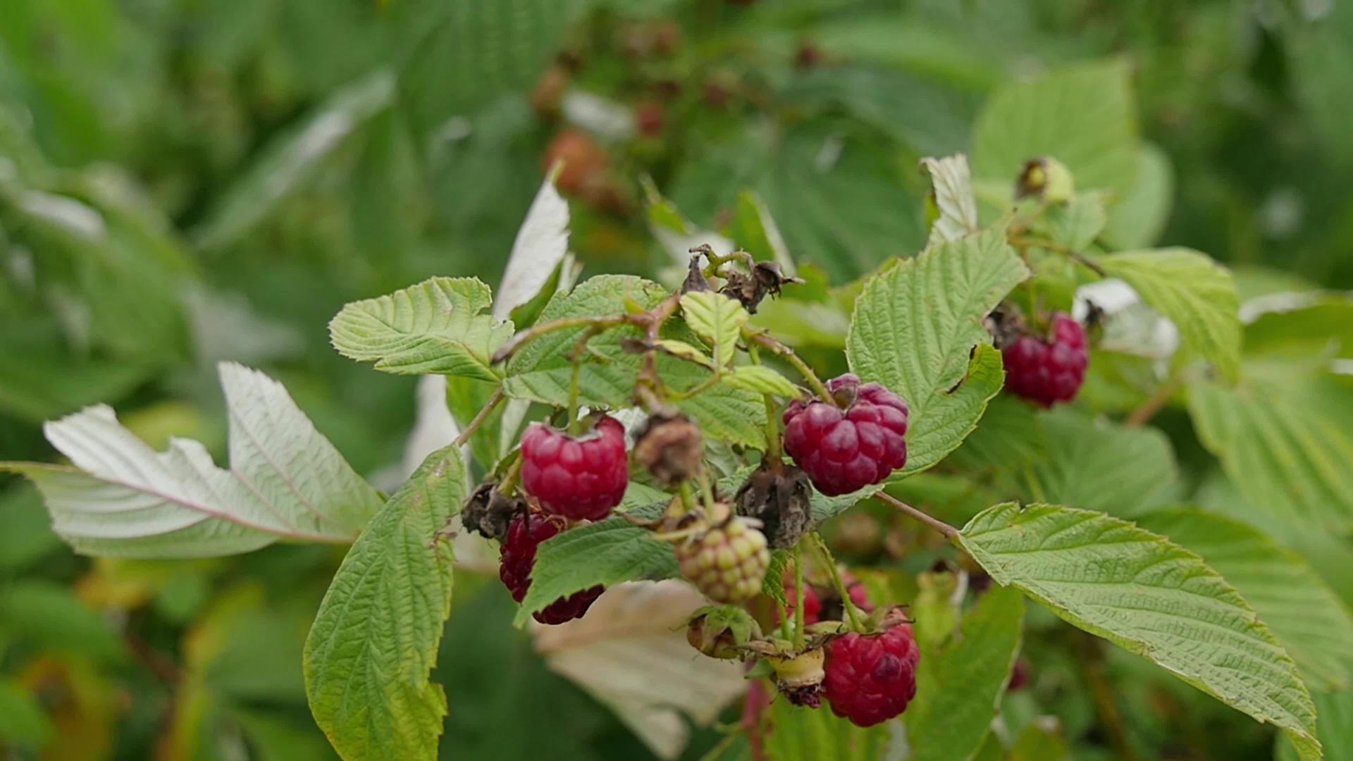 成熟的草莓关在花园里视频的预览图