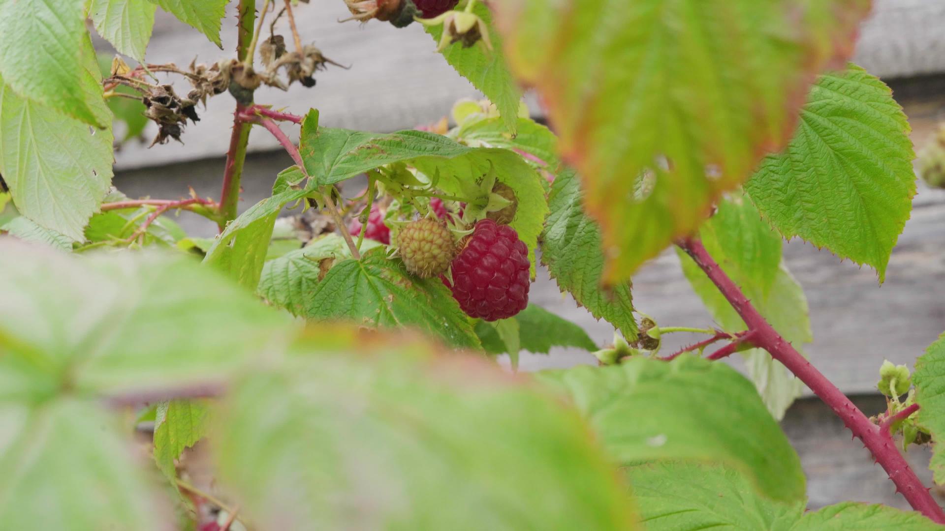 一群草莓生长在灌木丛中在风中摇曳视频的预览图