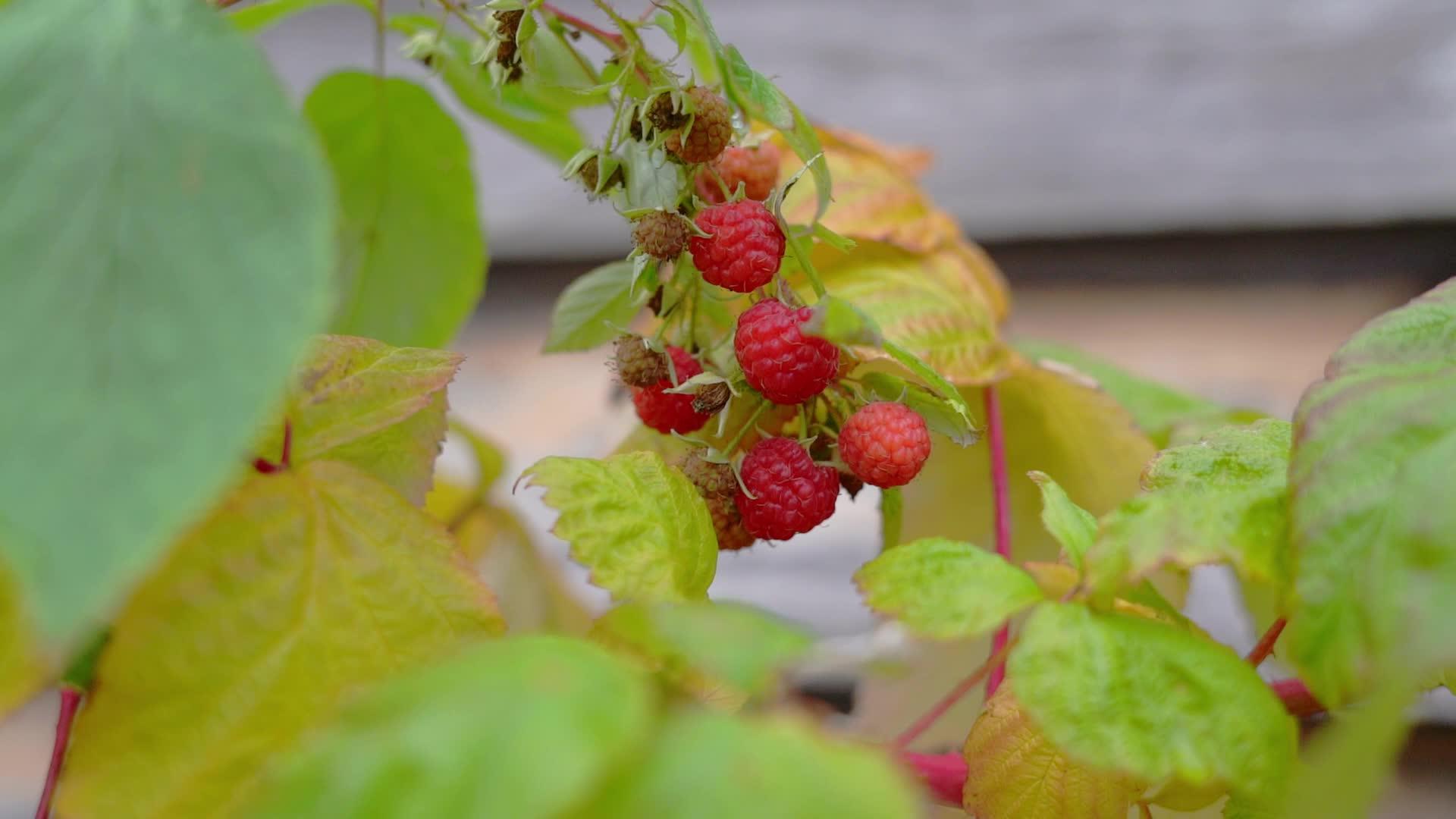 一群草莓生长在灌木丛中在风中摇曳视频的预览图