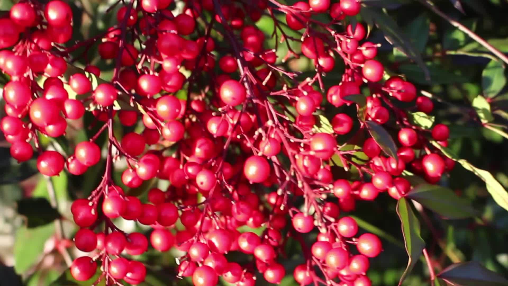 红色的草莓浆果挂在树枝上在空中挥舞着视频的预览图