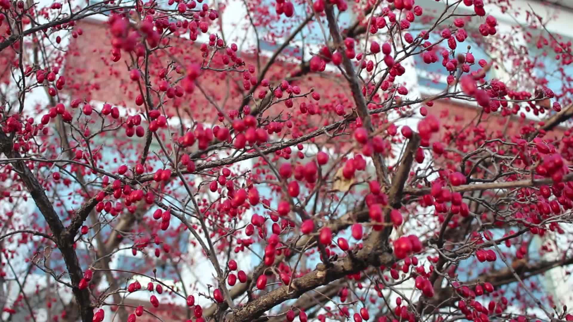 红色的草莓浆果挂在树枝上在空中挥舞着视频的预览图