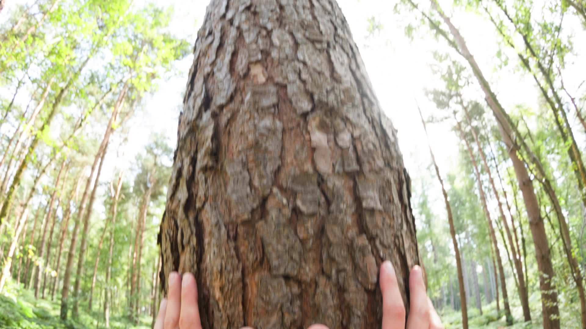一个人摸一棵树视频的预览图