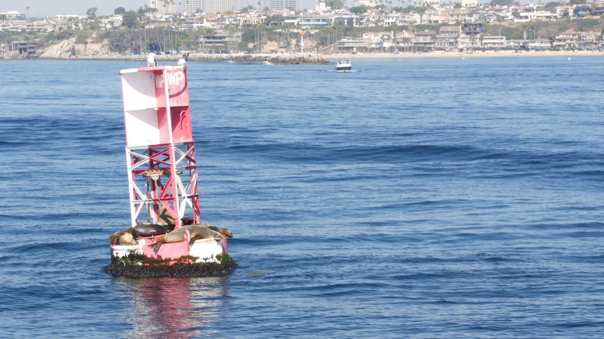 太平洋浮标上的海豹在加州纽波特海滩观看鲸鱼视频的预览图
