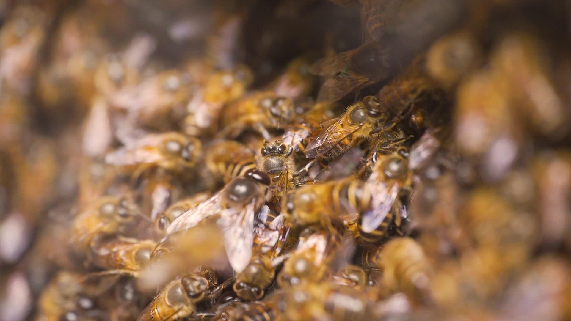 高清微距蜂巢蜜蜂特写视频的预览图