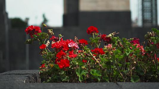 以石碑为背景的木板上的红花灌满了红花视频的预览图