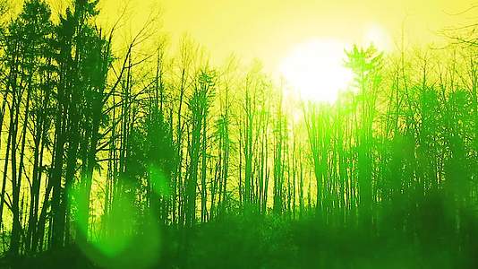 超真实的森林和太阳视频的预览图