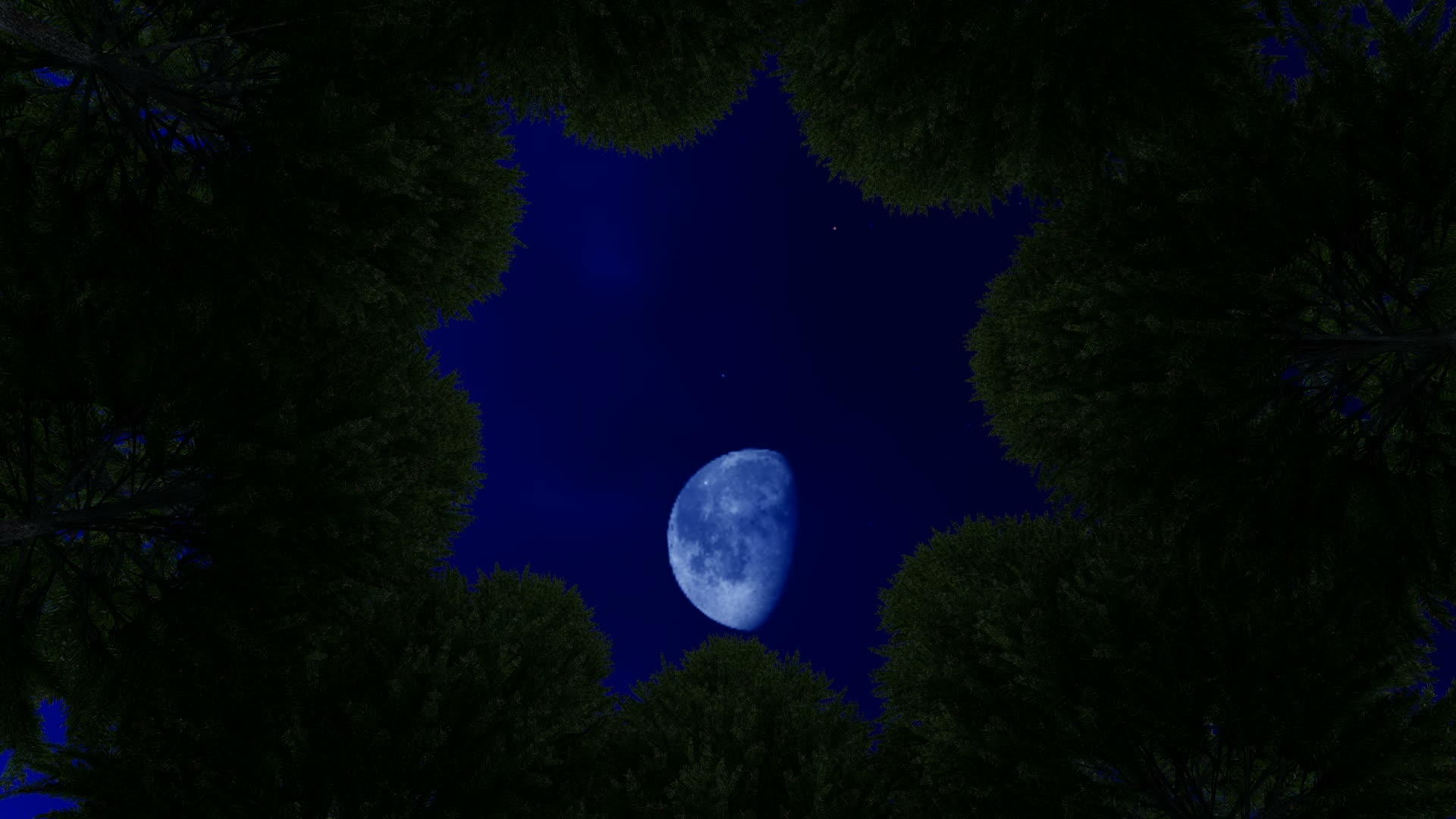 晚上仰望天空在巨大的树木之间视频的预览图