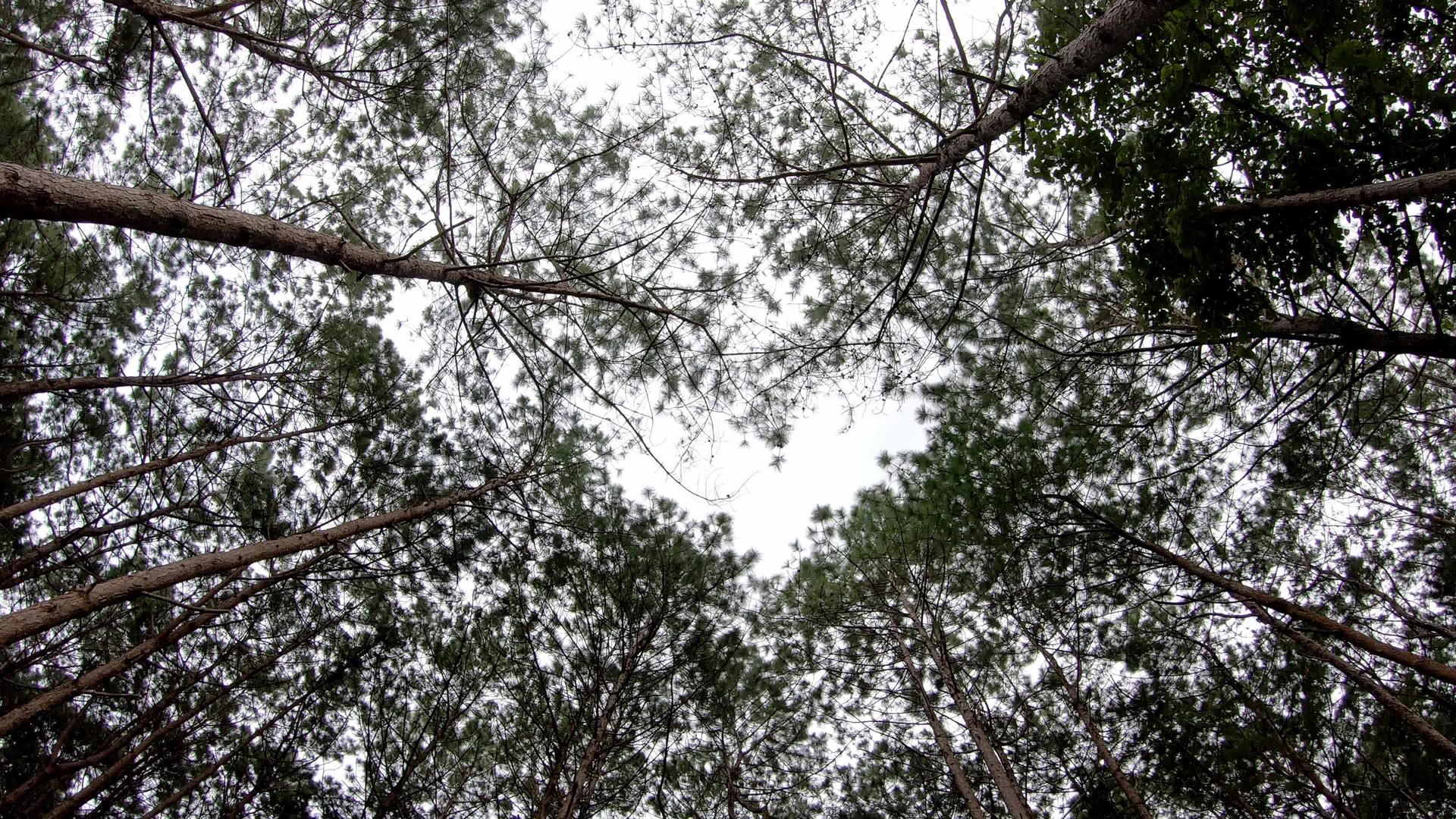 看看松树草地顶部的图像天空是树木之间的掌声视频的预览图