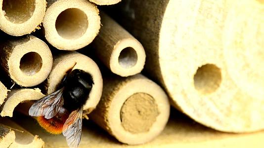 欧洲果园蜜蜂关闭昆虫酒店的巢穴视频的预览图