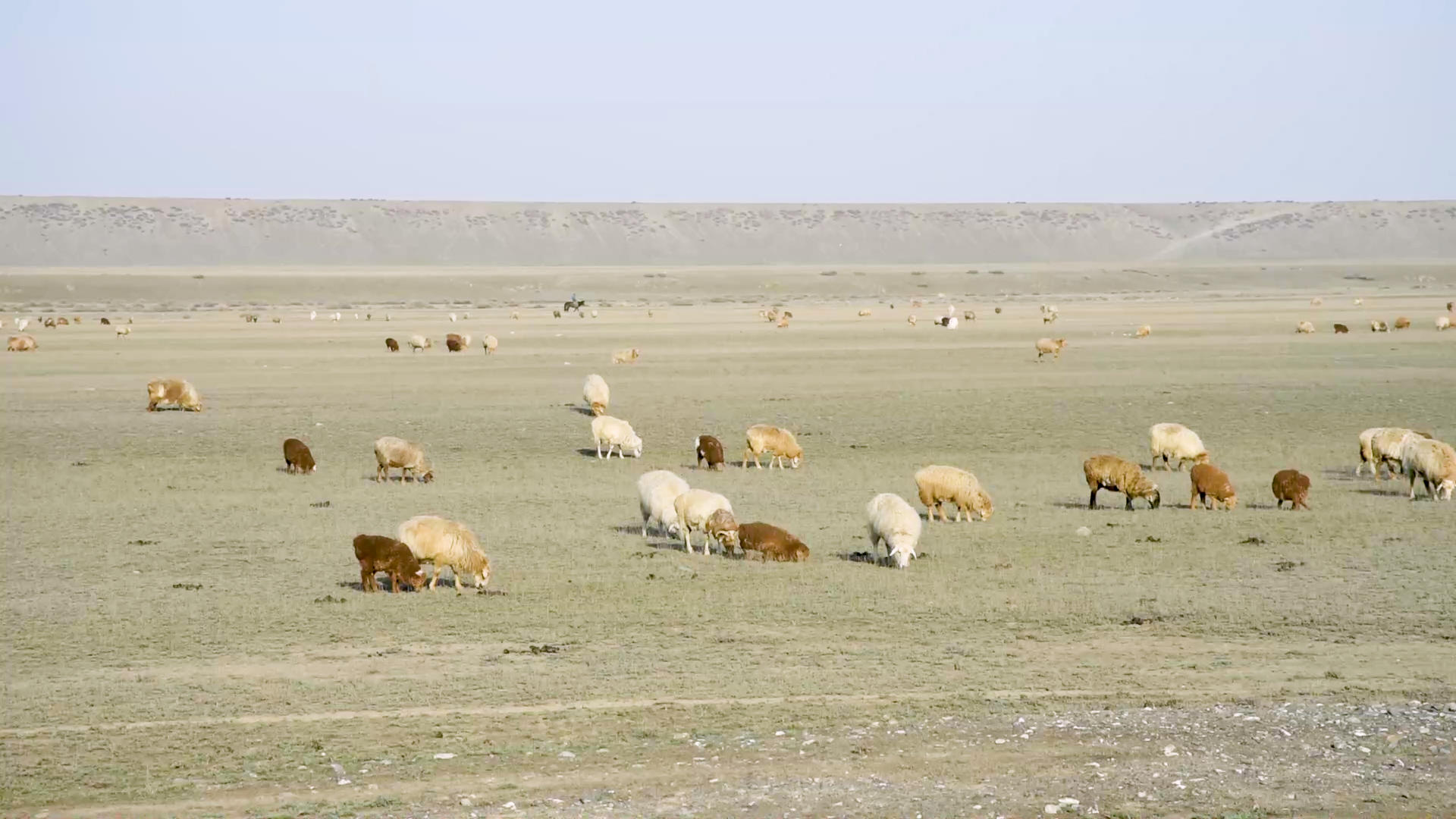 新疆牧业草原牛羊牲畜视频的预览图