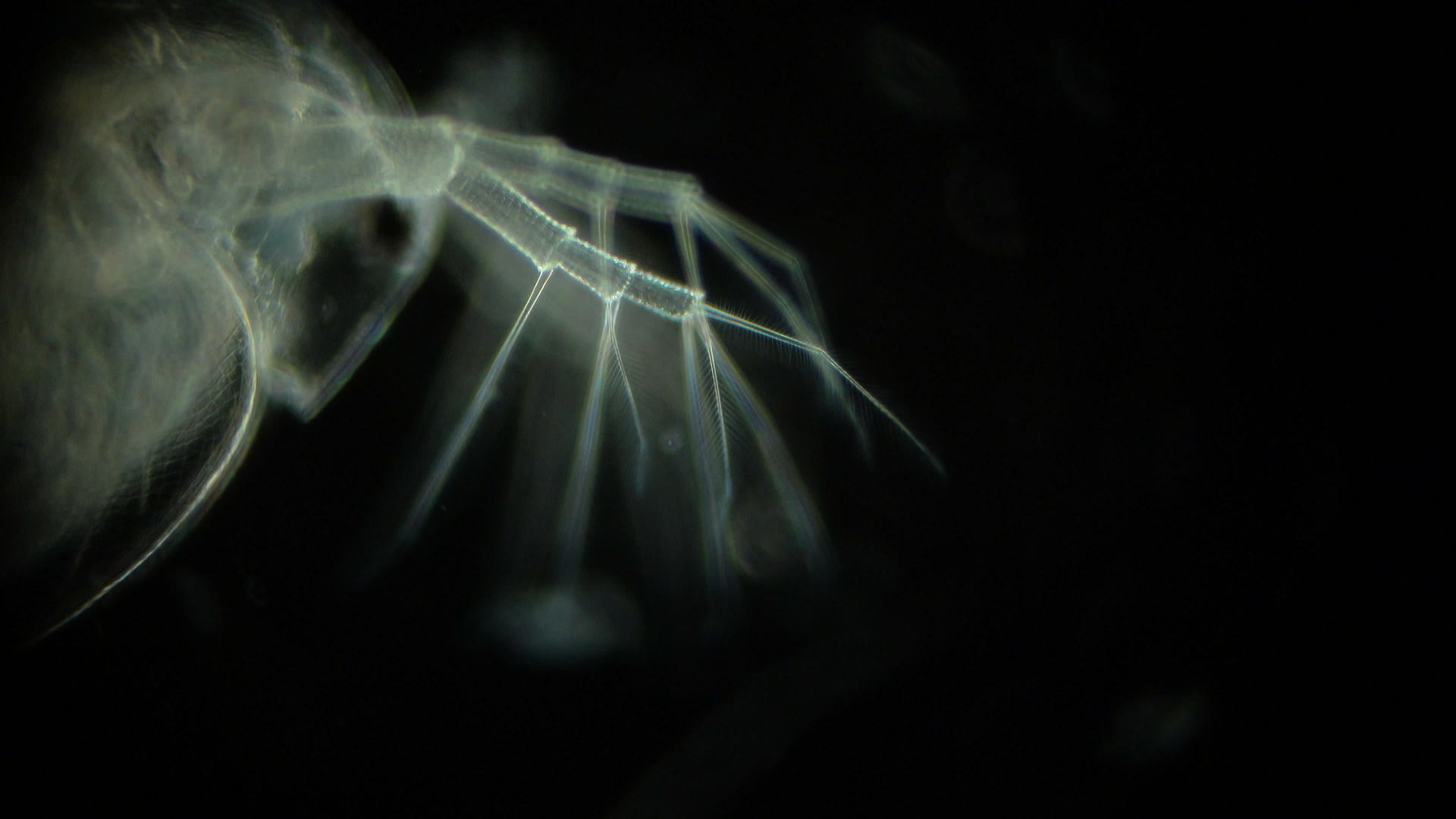 黑色背景显微镜下的水蚤视频的预览图