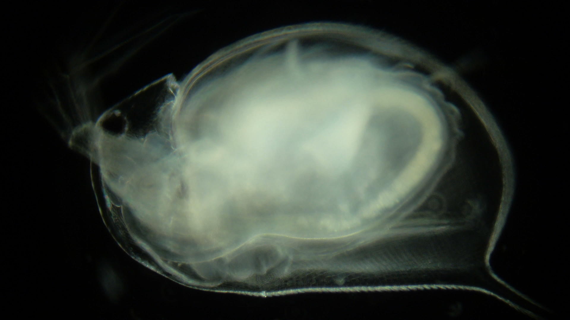 黑色背景显微镜下的水蚤视频的预览图