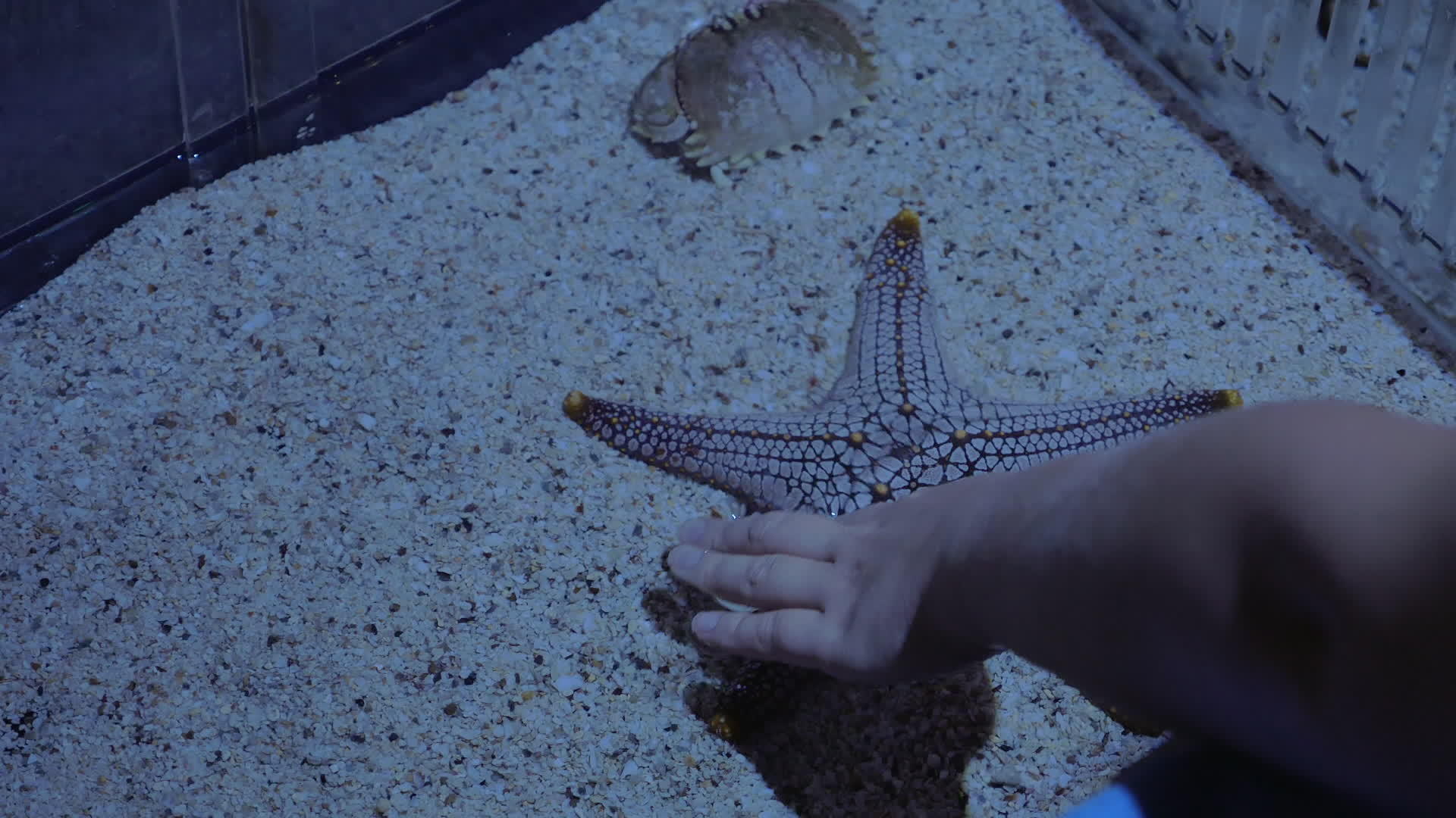 水族馆里的海星鱼视频的预览图