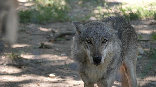 走在动物园里的灰狼视频的预览图