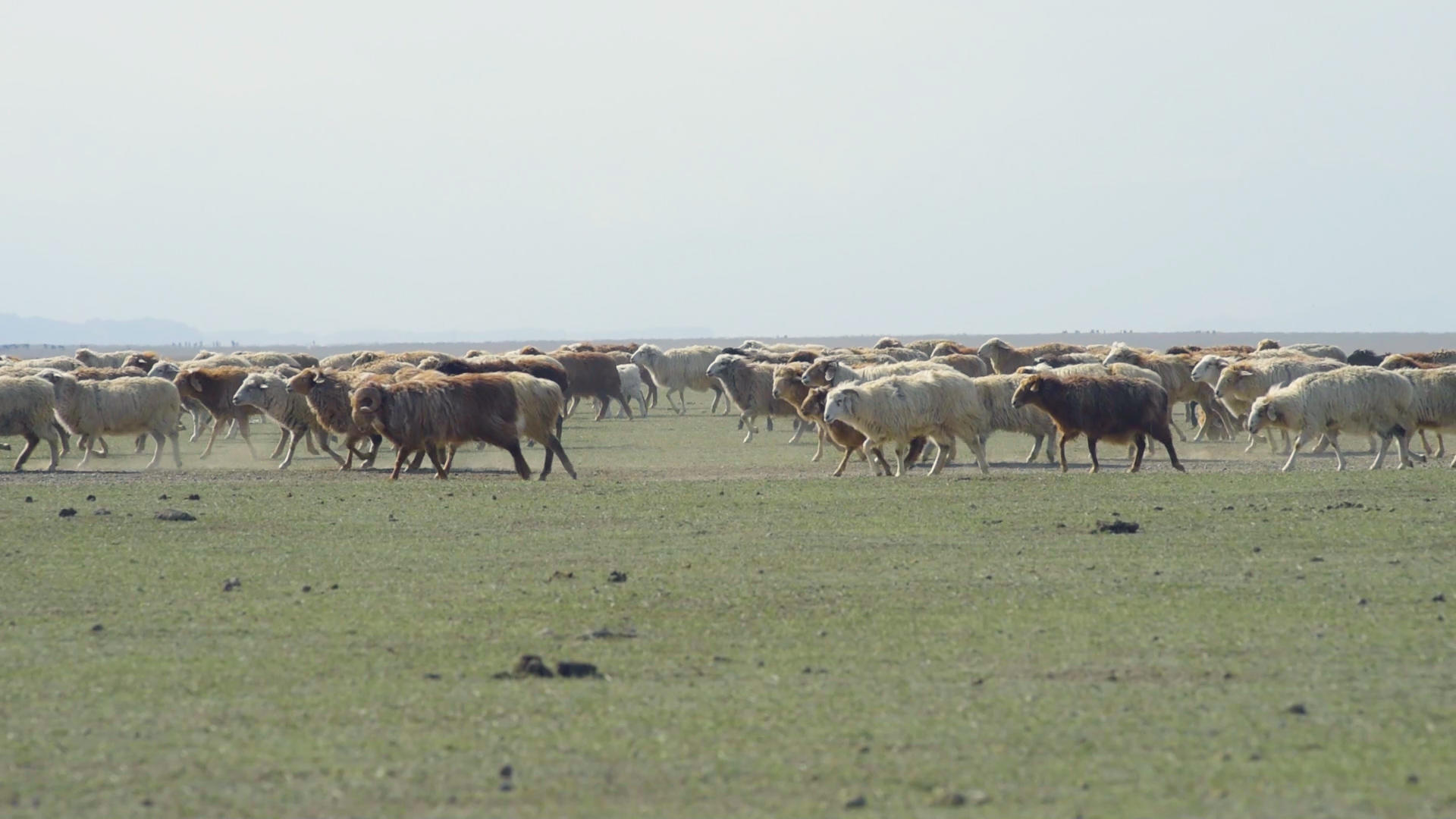 新疆牧业生产草原牲畜视频的预览图