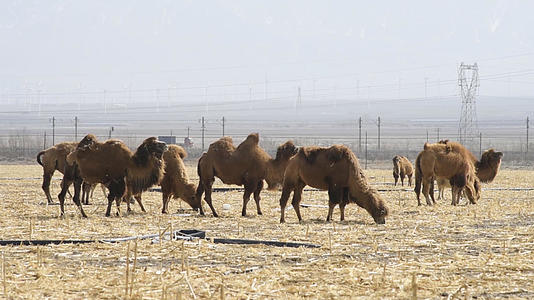 新疆牧业生产草原牲畜骆驼视频的预览图