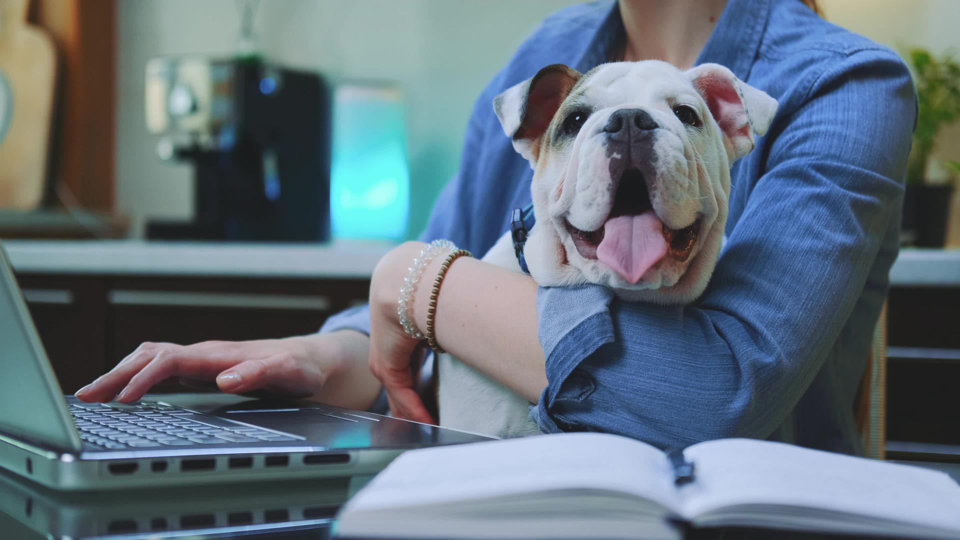 女人的手在电脑上打字抱着一只小斗牛犬视频的预览图