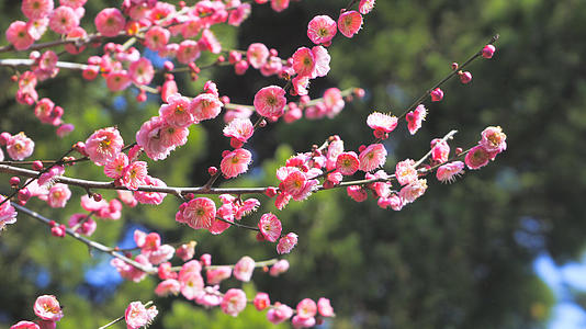 实拍4K素材春暖花开唯美风景粉色梅花开放视频的预览图