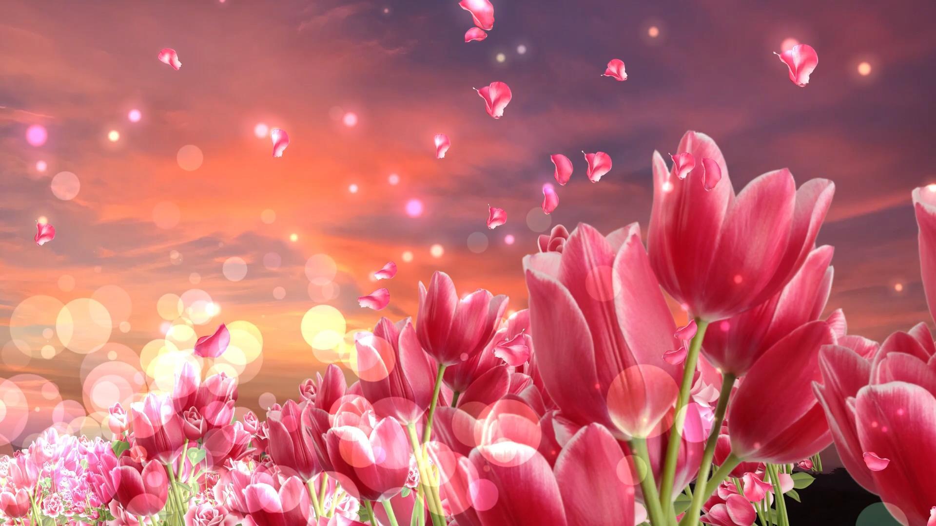 唯美大气花朵花瓣动态背景视频元素视频的预览图