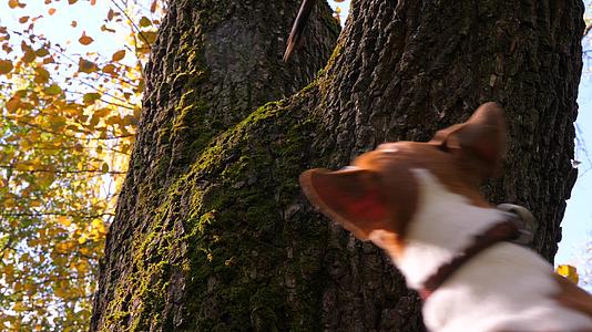 秋天在城市公园里和宠物狗一起散步训练一只杰克罗素梗犬视频的预览图