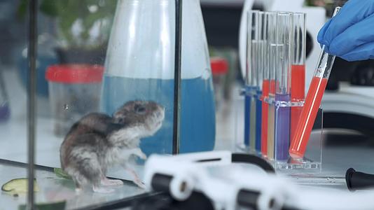 化学实验室工作过程的特写和试管鼠和现代仪器视频的预览图